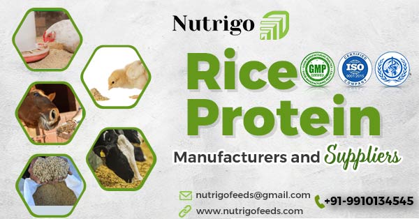 Rice protein manufacturers and suppliers